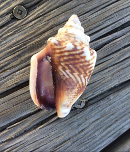 E80FAC10-4DA1-42B6-9906-AE154AFC7007